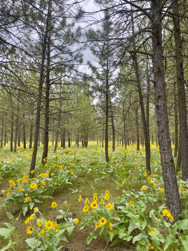 Yellow wildflowers blooming in a sunlit evergreen forest.