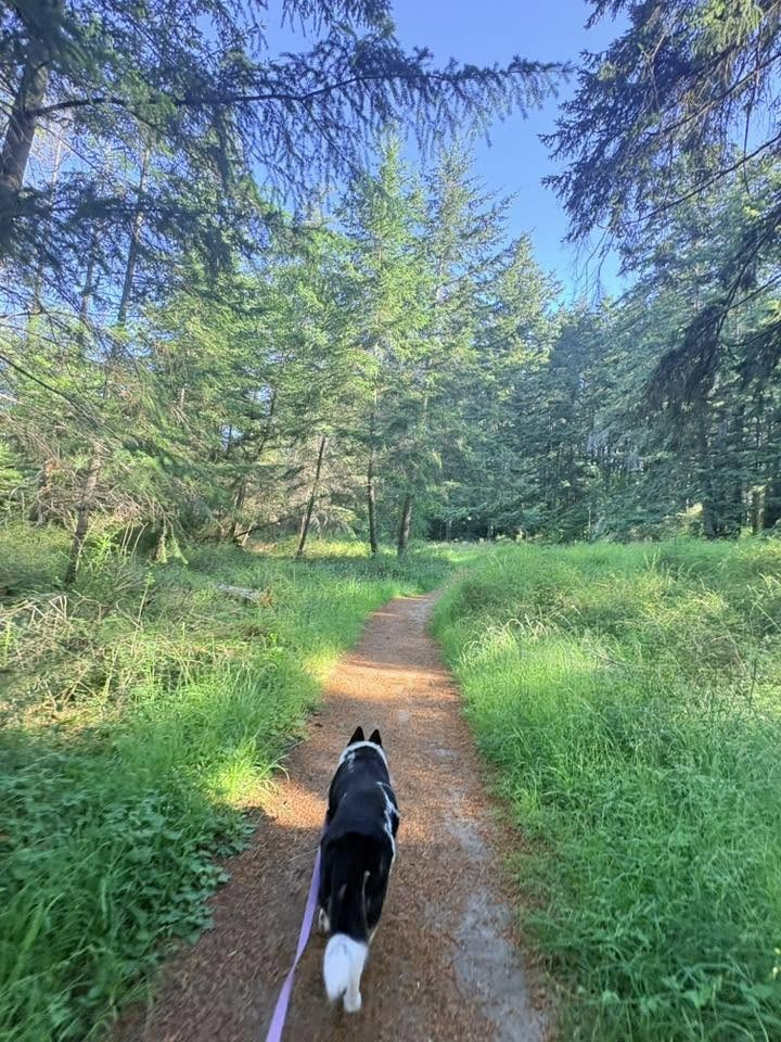 A peaceful hiking trail curving into a lush forest, symbolizing the journey to stop self-blame