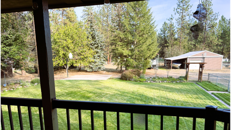 Backyard trees from the deck after relocating after 50